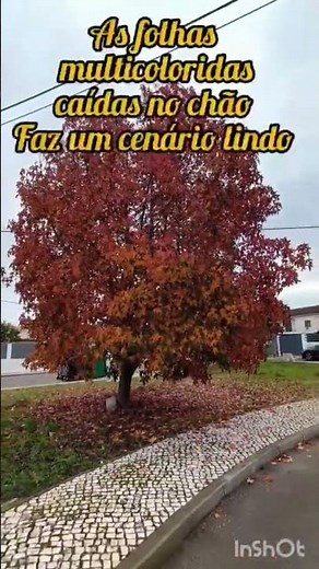 Transição de Estações: As Cores Incríveis do Outono