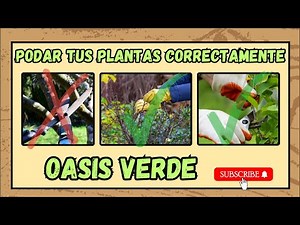 Aprende a Podar como un Profesional en 2 Minutos ⏳🌿