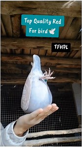 85K views · 2.3K reactions | Top Quality Red Fox Racing Pigeon #redfox #pigeon #racingpigeons #pigeonracing #homerpigeon | Topflight Racing Pigeon Loft | Facebook