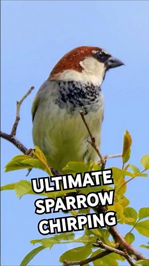 Incredibly Heart-warming Sparrow Chirping Video
