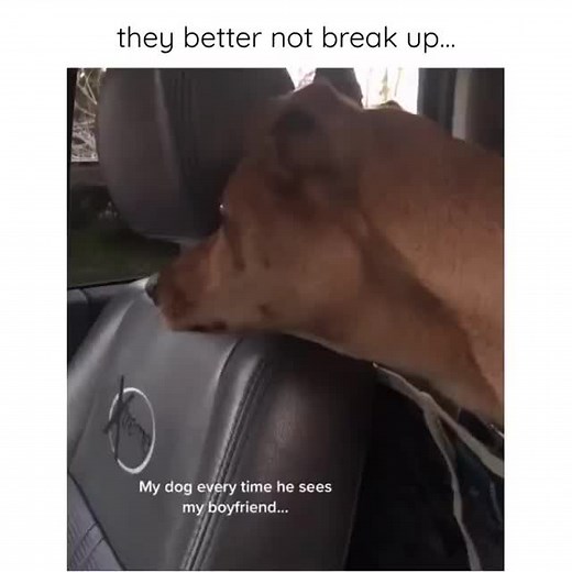 via: cooldoggomemes #dog #dogsmemes #dogtraining #dogslover #dogsforlife