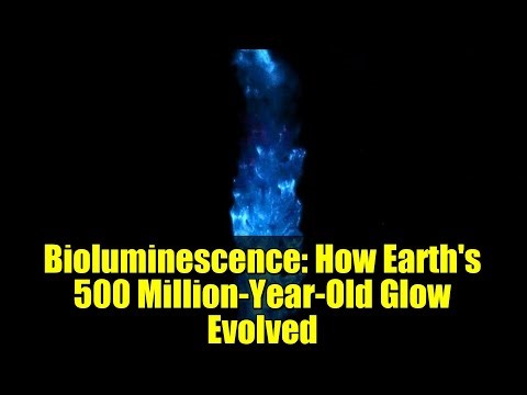 Bioluminescence: How Earth's 500 Million-Year-Old Glow Evolved | Science Explained