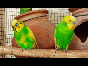 10 hr If your budgies don’t chirp, playing this video will help lonely parakeet bird start to chirp
