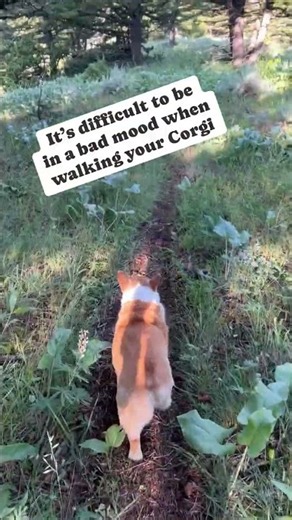 Walk your corgi and try NOT to smile. #corgi #corgibutt #dogshorts