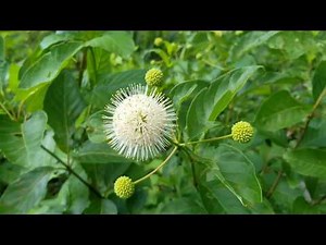 Buttonbush - Toxic Plants