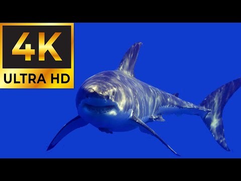 4K Ultra-HD Shark Aquarium Stock Video Footage | Royalty-Free Stock Footage | Ocean Wildlife