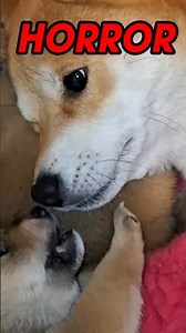 3 Shiba Inu Battle! Mum's SHOCKED Face! 😲 #shorts #puppy #dog #funny