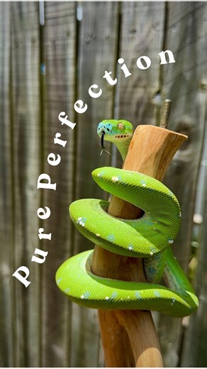 CQ Tropical Reptiles | Brooke & Keenan on Instagram: "If you’ve been following my account for some time, you’d know I had a yellow yearling chondro that just wouldn’t bloody turn green 😆 well, I stand corrected, Miss Nagini is now in her Shrek era 🤤 She’s my designer green tree python, and is a constant reminder that the best things in this hobby don’t happen overnight. She’s finally started showing her green and blue tones, and it hasn’t disappointed. That face is so blue, and in person her b