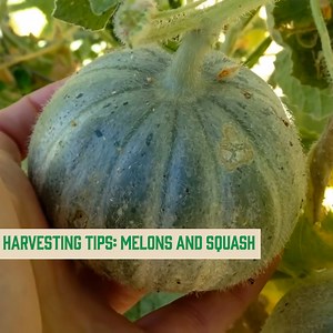 Harvesting Melons and Squash Like a Pro | Harvest Heroes | Facebook