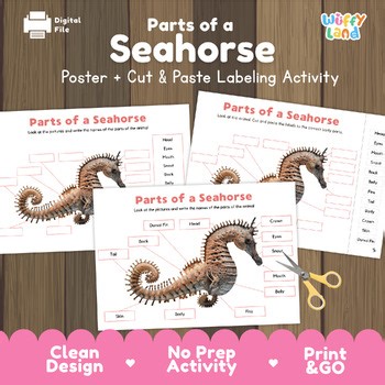 Parts of a Seahorse Diagram & Labeling Activity | Ocean Animal Anatomy Worksheet