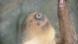 10K views · 533 reactions | The Metro Richmond Zoo is pleased to...