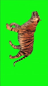 Tiger Walking Green Screen | Wild Animal Stock Footage | Free HD Animation #greenscreen #animals