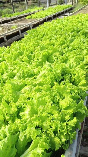 ผักออแกนิค ผักปลอดสาร ปลูกเองง่ายๆ ไม่ใช้ยาฆ่าแมลง #ผักไฮโดรโปนิกส์ #รัก #รักสุขภาพ #ฟีดดดシ #ขึ้นฟีดเถอะ