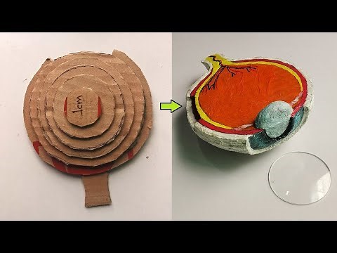 Cardboard Human EYE DIY Model Project