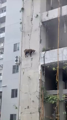 Discover How Easy Trapping Animals Can Be with These Clever and Simple Tricks!