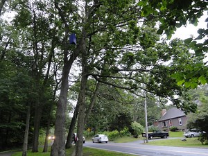 What are Those Purple Boxes in Trees?