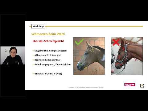 Pavo Webinar: alte Pferde richtig füttern