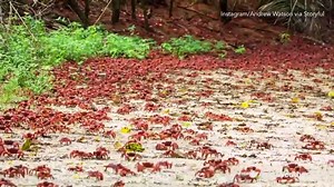 Millions of red crabs migrate to the sea from #Christmas Island every year for breeding season. Check out this amazing timelapse! | AccuWeather