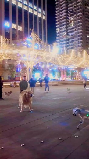 4K views · 26 reactions | Ai Dog vs Labrador  #labrador #viralreelsシ #fypシ゚ #foryoupage #trendingnow | Wilson Acharya | Facebook