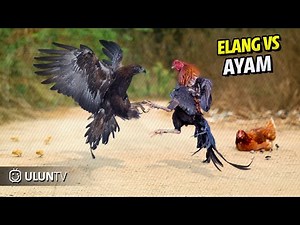 This is what happens when a chicken fights an eagle, the ending is unexpected