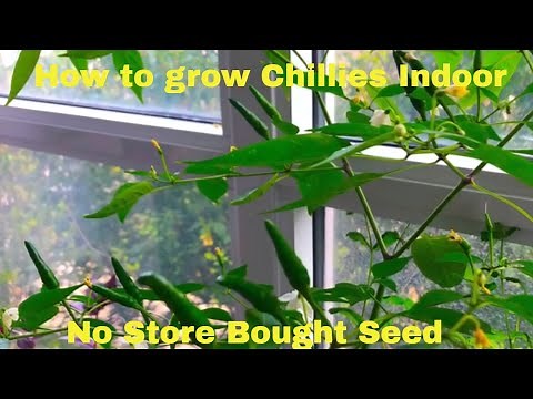 How to grow Chillies Indoor | Grow Chili Pepper Indoor | No Store Bought Seed | Bubbles of Green