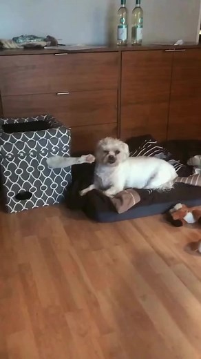 Why Dogs Are Afraid of Cats: Funny Dog Reactions