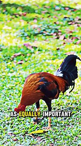 8.6K views · 222 reactions | Q: How did breeders balance conditioning...