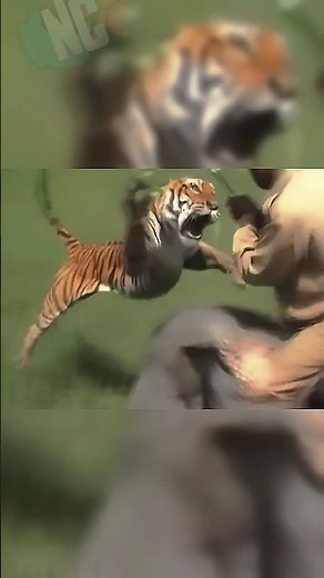 TIGER JUMP APPRECIATION #tiger #jump #tribute #animals #compilation