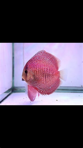 JJDiscus บน TikTok