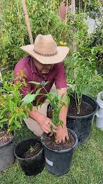 Como distinguir la planta de insulina y de Muicle #planta#insulina#muicle