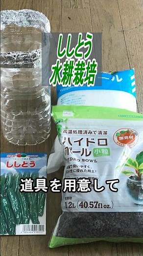 ししとう 種まき～収穫 ペットボトルで【栽培】