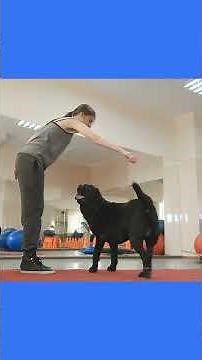 Master Dog Potty Training : Read Your Pup’s Signals Like a Pro! #dog #pets