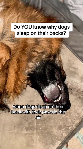 Why Dogs Sleep on Their Backs Explained