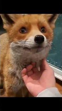 Fox stops stealing chickens | A true story of trust #animal #nature #wildlife