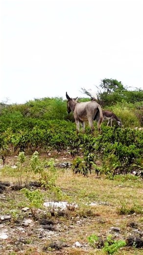 DONKEYS in Grand Turk! | Family Travel Information