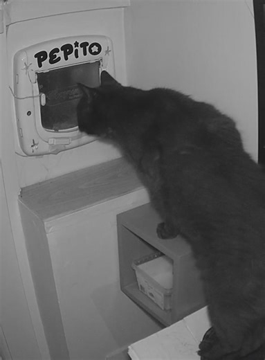 PepitoTheCat2007 sur TikTok