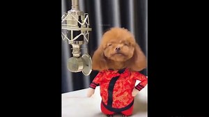 Try Not To Laugh Watching Funny Animals Vines Compilation (2020)