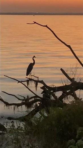 Lake Monona Wisconsin Great Blue Heron at Sunset 🌅