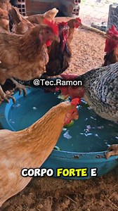 O poder do alho limão salvando uma criação inteira. 🐔🔥 Simples, barato e forte demais pra ignorar. #roça #criacaodegalinhas #galinhas #fblifestyle #vidanocampo | Tec.Ramon