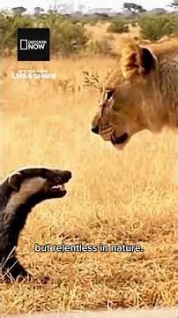 The Honey Badger: Africa’s Most Fearless Survivor #wildlife