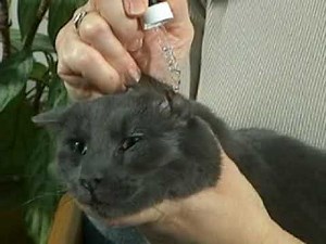 Administering Ear Drops To Your Cat