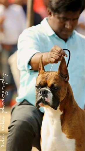 The Boxer - children's best friend