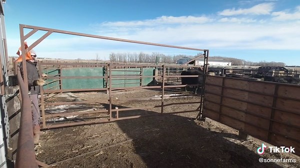 Cows Jumping Over the Moon - Sonne Farms