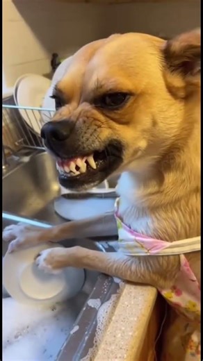 Angry dog washing plates 🤣 #funny #strangefamous #comedy