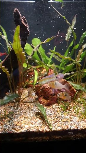 Feeding the 40 Gallon Fish Tank