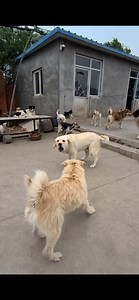 406K views · 4.9K reactions | King Charlie's vs Tyrant....Alpha crowns | King Charlie's | Facebook