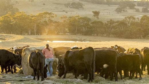 Aussie cattle slaughter the biggest in almost 50 years