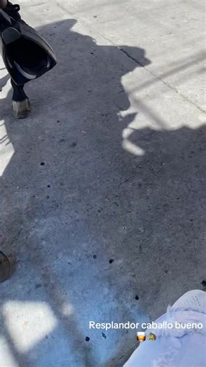 Videos de Maicol (@maicol4574) con “Traidora Traidora Traidora - Lucho Yepez”