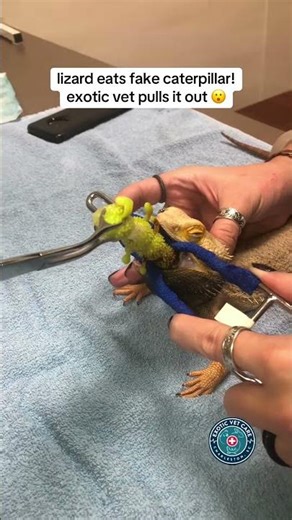 Lizard eats fake caterpillar