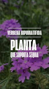 La mejor planta para acompañar a los cactus desde mi parecer es la verbena bipinnatifida Una planta nativa súper resistente para sequía ideal para mezclar o hacer composiciones con vegetación que aguante lo mismo que ella Ya la conocías? | La Flor de Mexico
